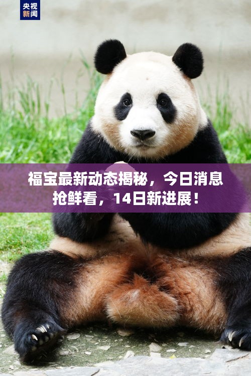 福宝最新动态揭秘，今日消息抢鲜看，14日新进展！