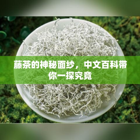 藤茶的神秘面纱，中文百科带你一探究竟