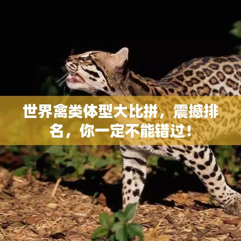 世界禽类体型大比拼，震撼排名，你一定不能错过！