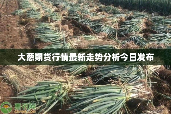 大葱期货行情最新走势分析今日发布