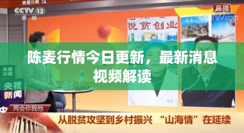 陈麦行情今日更新，最新消息视频解读