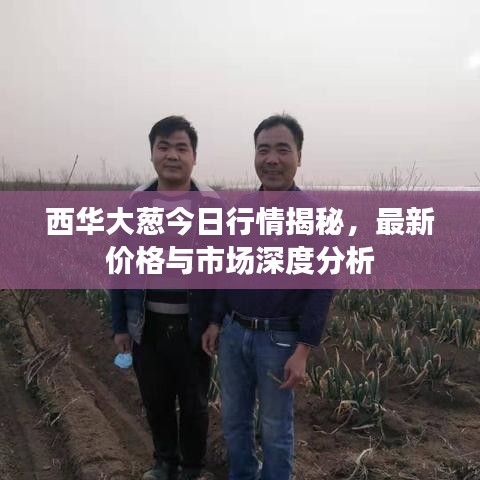 西华大葱今日行情揭秘，最新价格与市场深度分析