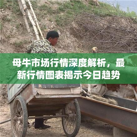 母牛市场行情深度解析，最新行情图表揭示今日趋势