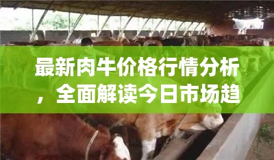 最新肉牛价格行情分析，全面解读今日市场趋势