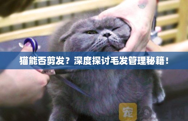 猫能否剪发？深度探讨毛发管理秘籍！