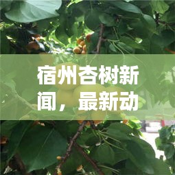 宿州杏树新闻，最新动态与头条资讯