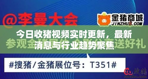 今日收猪视频实时更新，最新消息与行业趋势聚焦