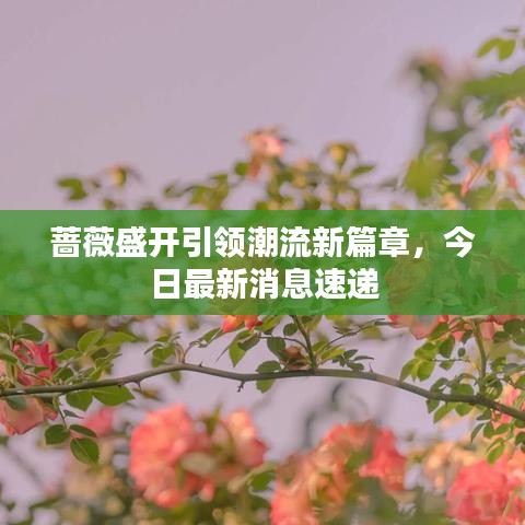 蔷薇盛开引领潮流新篇章，今日最新消息速递