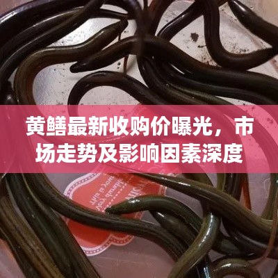 黄鳝最新收购价曝光，市场走势及影响因素深度解析