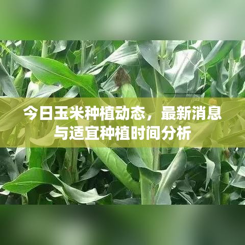 今日玉米种植动态，最新消息与适宜种植时间分析
