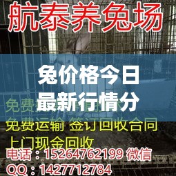 兔价格今日最新行情分析，市场动态与展望