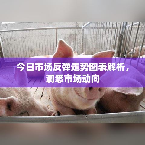 今日市场反弹走势图表解析，洞悉市场动向
