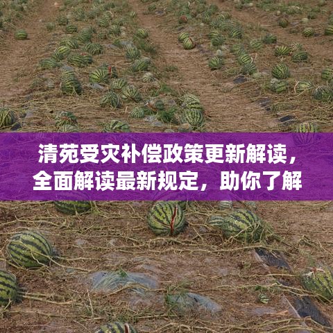 清苑受灾补偿政策更新解读，全面解读最新规定，助你了解补偿细节！