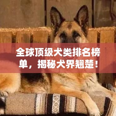 全球顶级犬类排名榜单，揭秘犬界翘楚！