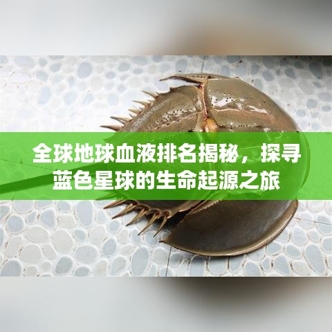 全球地球血液排名揭秘，探寻蓝色星球的生命起源之旅