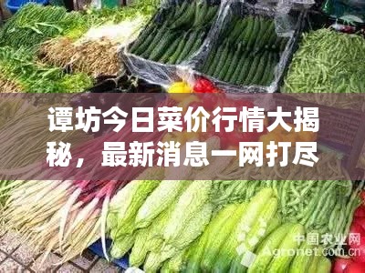 谭坊今日菜价行情大揭秘，最新消息一网打尽！
