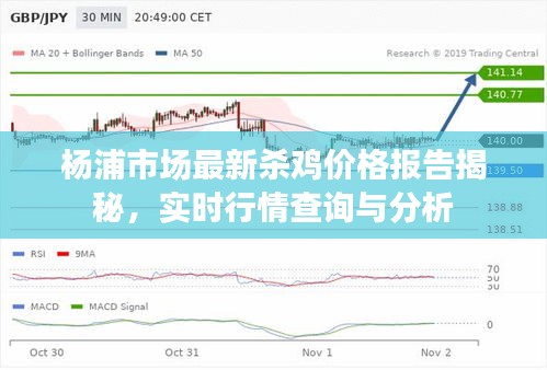 杨浦市场最新杀鸡价格报告揭秘，实时行情查询与分析