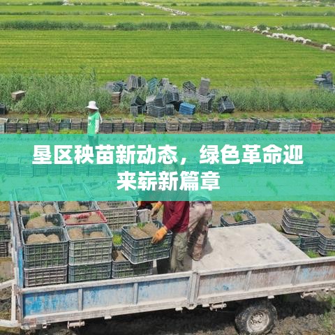 垦区秧苗新动态，绿色革命迎来崭新篇章
