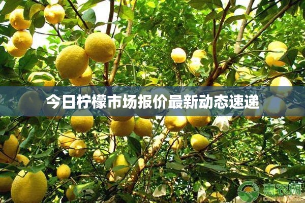 今日柠檬市场报价最新动态速递