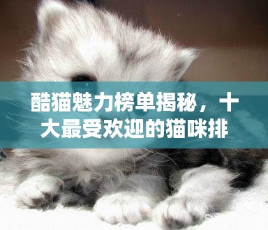 酷猫魅力榜单揭秘，十大最受欢迎的猫咪排名！