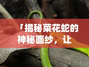 「揭秘菜花蛇的神秘面纱，让你大开眼界！」