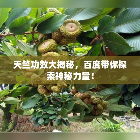 天竺功效大揭秘，百度带你探索神秘力量！