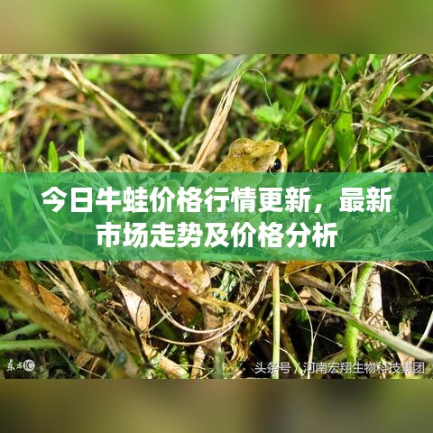今日牛蛙价格行情更新，最新市场走势及价格分析