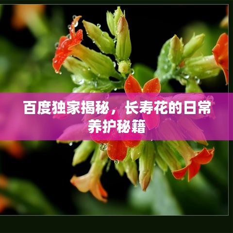 百度独家揭秘，长寿花的日常养护秘籍