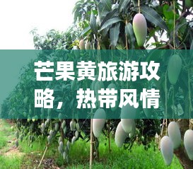 芒果黄旅游攻略，热带风情畅游之旅