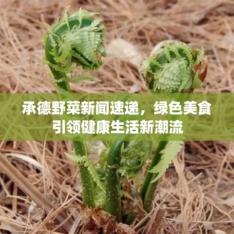 承德野菜新闻速递，绿色美食引领健康生活新潮流