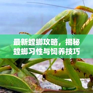 最新螳螂攻略，揭秘螳螂习性与饲养技巧