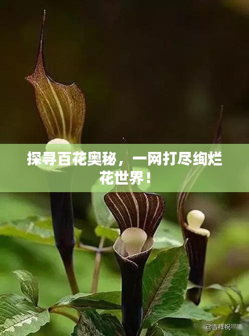 探寻百花奥秘，一网打尽绚烂花世界！
