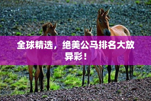 全球精选，绝美公马排名大放异彩！
