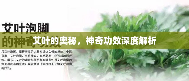 艾叶的奥秘，神奇功效深度解析