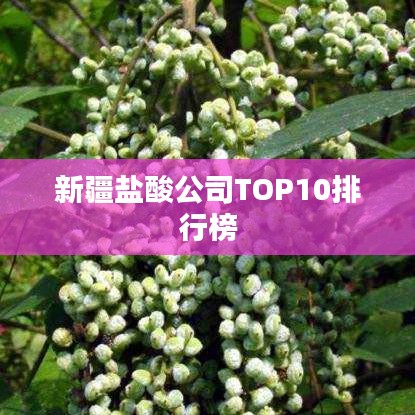 新疆盐酸公司TOP10排行榜