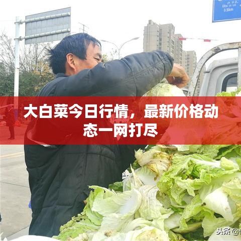 大白菜今日行情，最新价格动态一网打尽