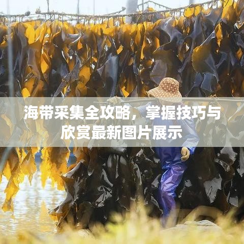海带采集全攻略，掌握技巧与欣赏最新图片展示