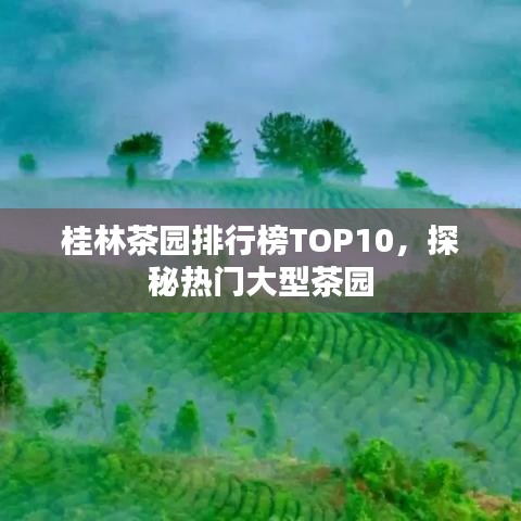 桂林茶园排行榜TOP10，探秘热门大型茶园