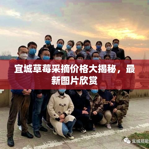 宜城草莓采摘价格大揭秘，最新图片欣赏