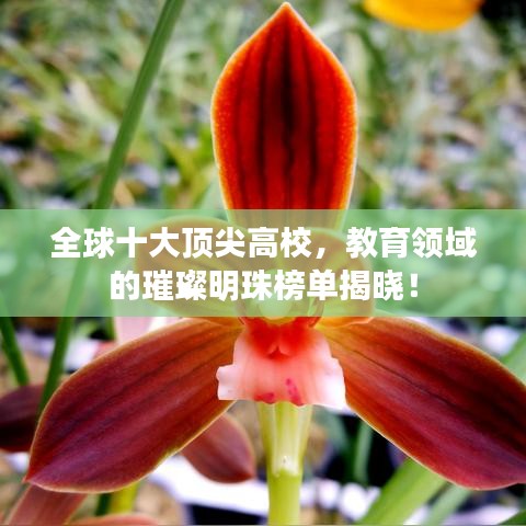 全球十大顶尖高校，教育领域的璀璨明珠榜单揭晓！