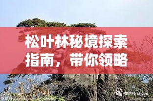 松叶林秘境探索指南，带你领略绝美风光与独特体验！