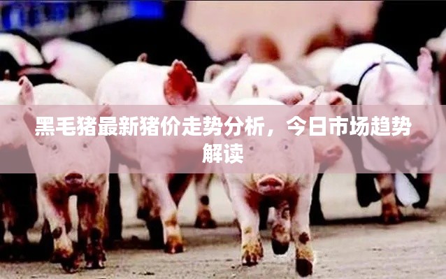 黑毛猪最新猪价走势分析，今日市场趋势解读