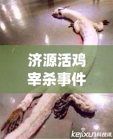 济源活鸡宰杀事件，最新视频报道揭秘真相