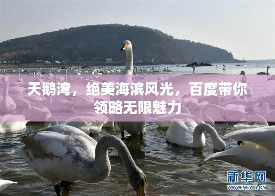 天鹅湾，绝美海滨风光，百度带你领略无限魅力