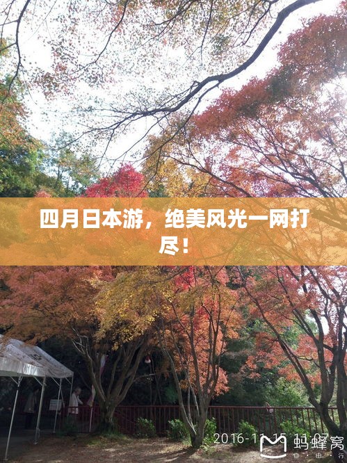 四月日本游，绝美风光一网打尽！