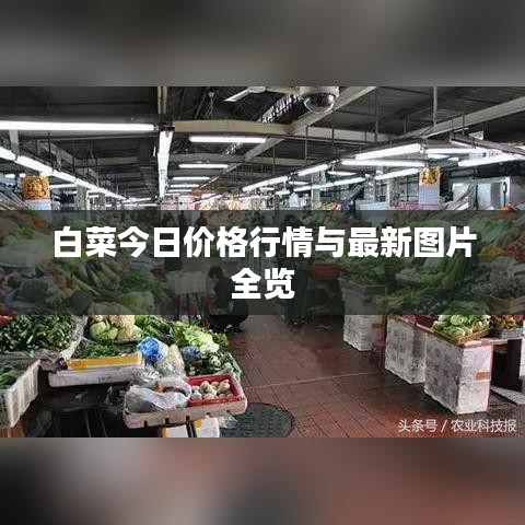 白菜今日价格行情与最新图片全览