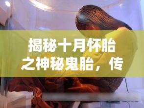 揭秘十月怀胎之神秘鬼胎，传说与真相探秘