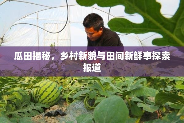 瓜田揭秘，乡村新貌与田间新鲜事探索报道