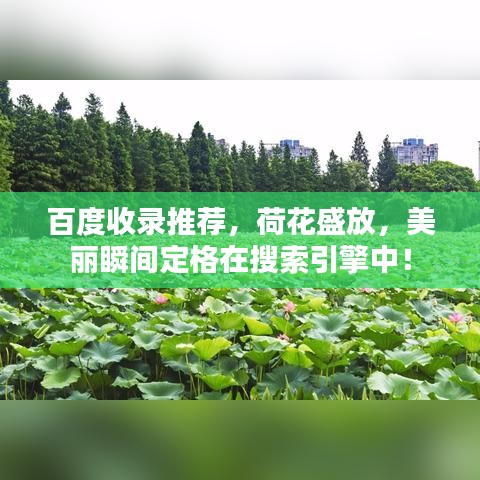 百度收录推荐，荷花盛放，美丽瞬间定格在搜索引擎中！