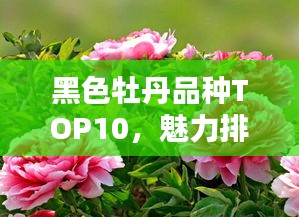 黑色牡丹品种TOP10，魅力排名榜单揭晓